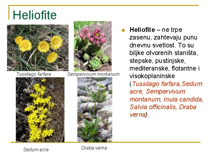 Heliofite n Tussilago farfara Sedum acre Sempervivum montanum Draba verna Heliofite – ne trpe