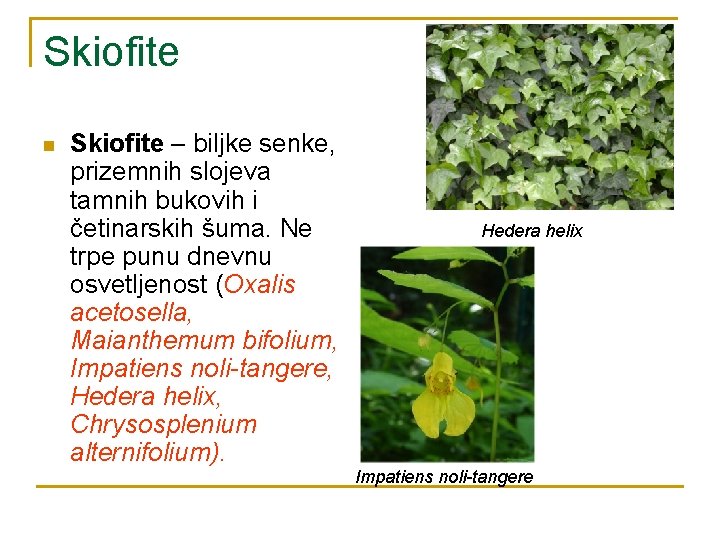 Skiofite n Skiofite – biljke senke, prizemnih slojeva tamnih bukovih i četinarskih šuma. Ne