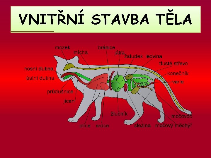VNITŘNÍ STAVBA TĚLA 