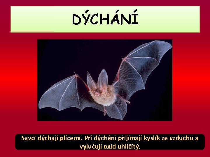 DÝCHÁNÍ Savci dýchají plícemi. Při dýchání přijímají kyslík ze vzduchu a vylučují oxid uhličitý.