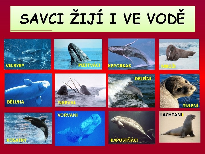 SAVCI ŽIJÍ I VE VODĚ PLEJTVÁCI VELRYBY KEPORKAK MROŽI DELFÍNI BĚLUHA NARVAL TULENI LACHTANII