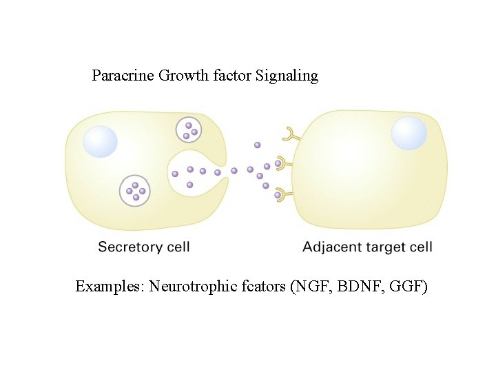 Paracrine Growth factor Signaling Examples: Neurotrophic fcators (NGF, BDNF, GGF) 