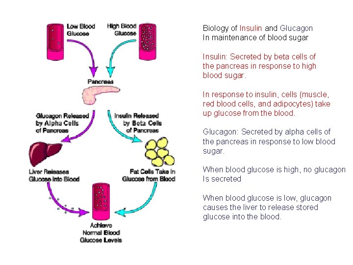 Biology of Insulin and Glucagon In maintenance of blood sugar Insulin: Secreted by beta