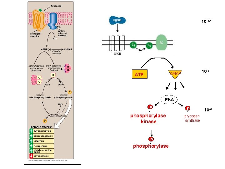 10 -10 M 10 -7 c. AMP ATP PKA P phosphorylase kinase P phosphorylase