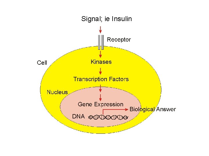 Signal; ie Insulin 