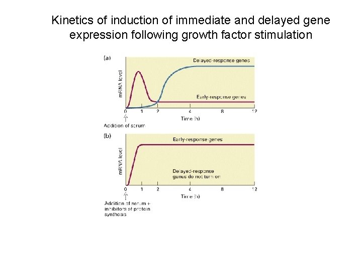 Kinetics of induction of immediate and delayed gene expression following growth factor stimulation 