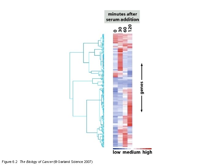 Figure 6. 2 The Biology of Cancer (© Garland Science 2007) 