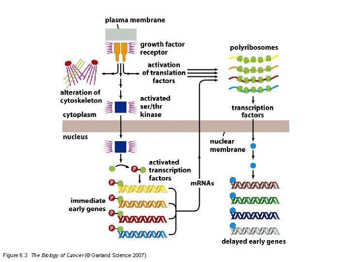 Figure 6. 3 The Biology of Cancer (© Garland Science 2007) 