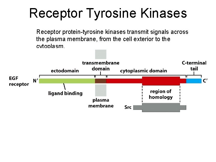 Receptor Tyrosine Kinases Receptor protein-tyrosine kinases transmit signals across the plasma membrane, from the