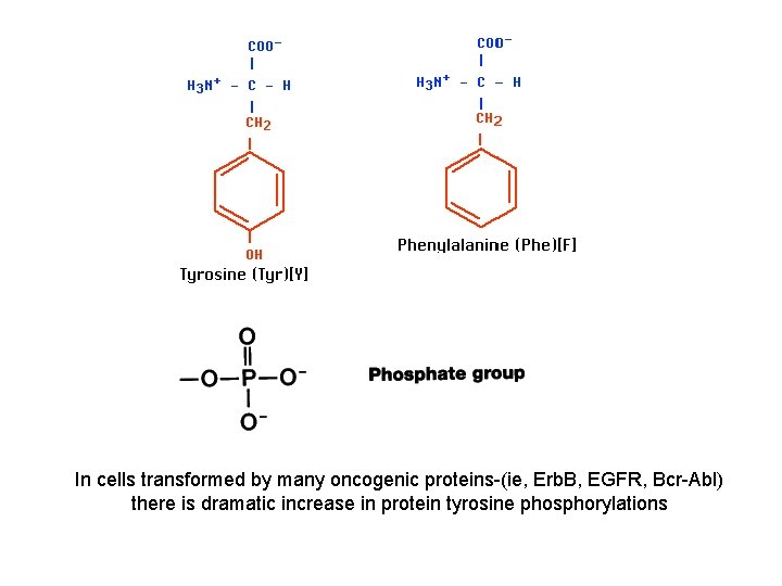 In cells transformed by many oncogenic proteins-(ie, Erb. B, EGFR, Bcr-Abl) there is dramatic