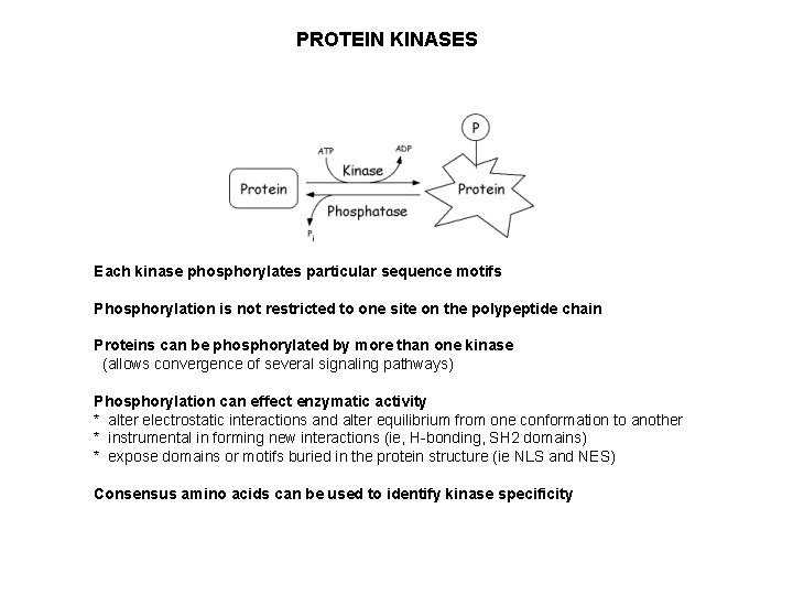 PROTEIN KINASES Each kinase phosphorylates particular sequence motifs Phosphorylation is not restricted to one