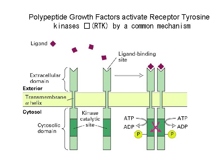 Polypeptide Growth Factors activate Receptor Tyrosine kinases �(RTK) by a common mechanism 