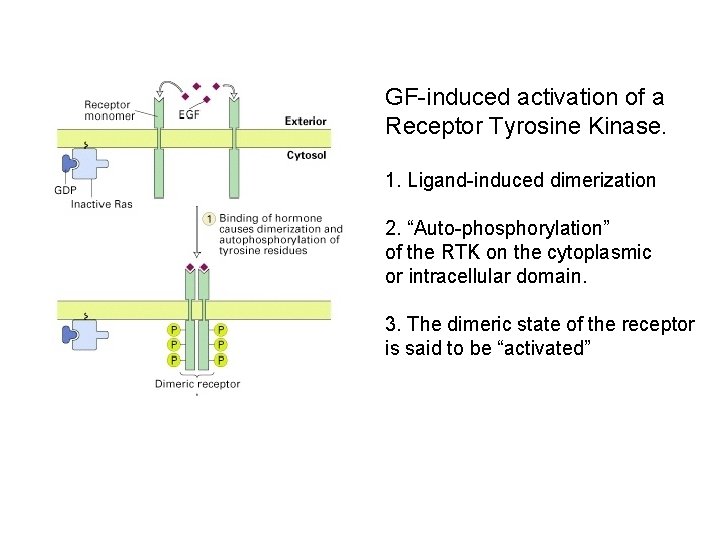GF-induced activation of a Receptor Tyrosine Kinase. 1. Ligand-induced dimerization 2. “Auto-phosphorylation” of the