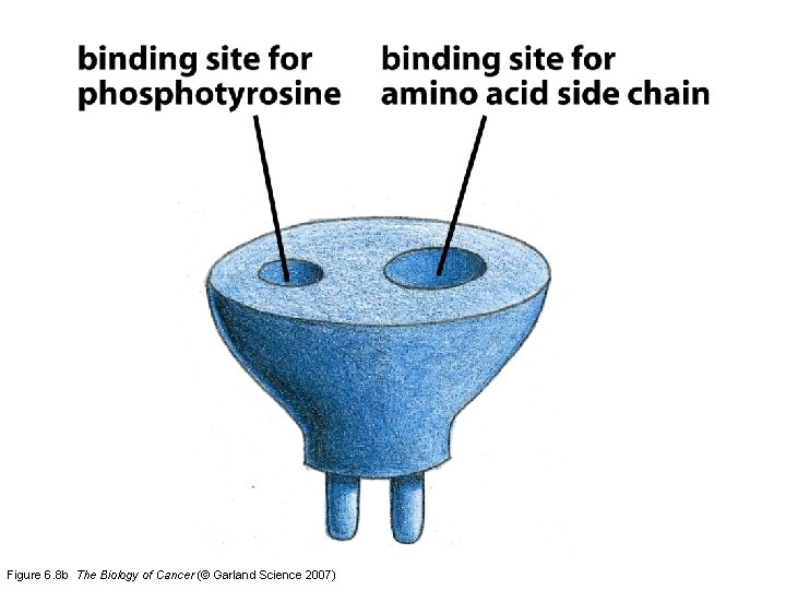 Figure 6. 8 b The Biology of Cancer (© Garland Science 2007) 