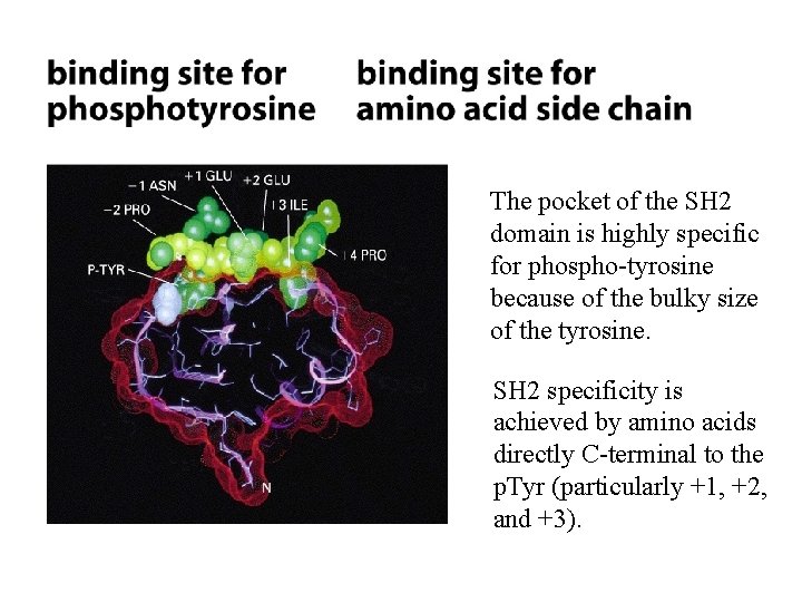 The pocket of the SH 2 domain is highly specific for phospho-tyrosine because of