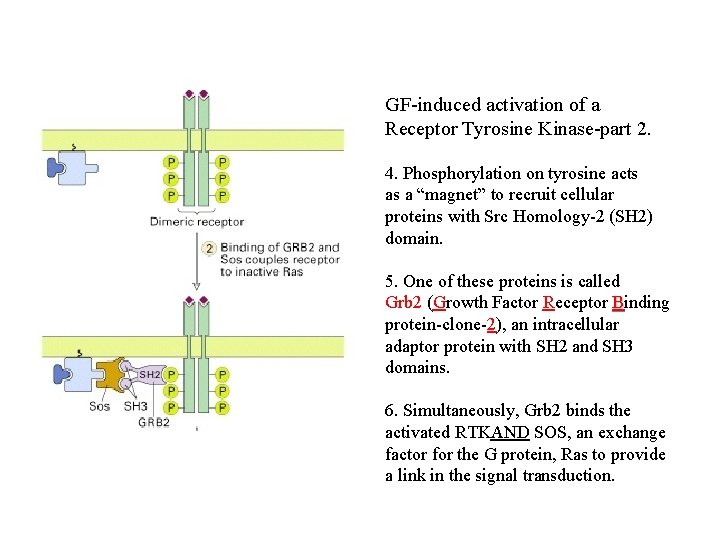 GF-induced activation of a Receptor Tyrosine Kinase-part 2. 4. Phosphorylation on tyrosine acts as