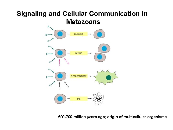 Signaling and Cellular Communication in Metazoans 600 -700 million years ago; origin of multicellular