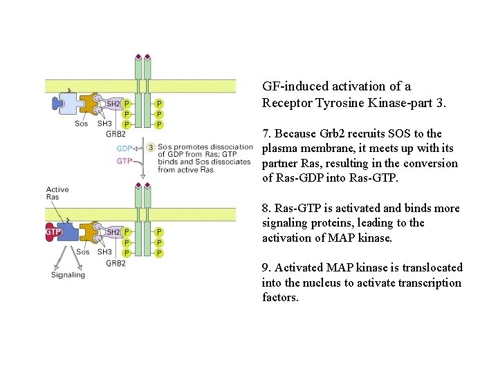 GF-induced activation of a Receptor Tyrosine Kinase-part 3. 7. Because Grb 2 recruits SOS