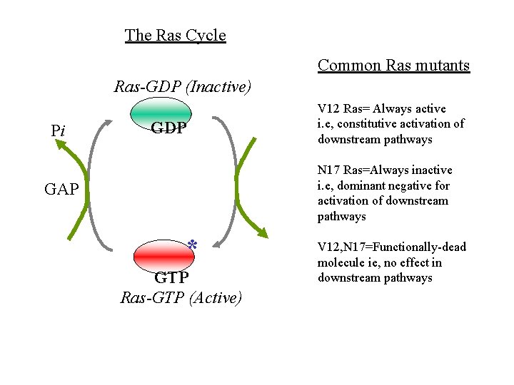 The Ras Cycle Common Ras mutants Ras-GDP (Inactive) Pi GDP V 12 Ras= Always