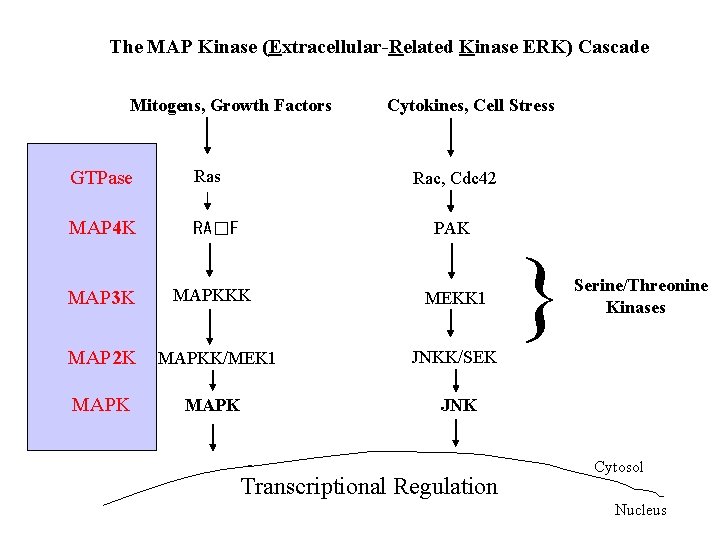 The MAP Kinase (Extracellular-Related Kinase ERK) Cascade Mitogens, Growth Factors Cytokines, Cell Stress GTPase