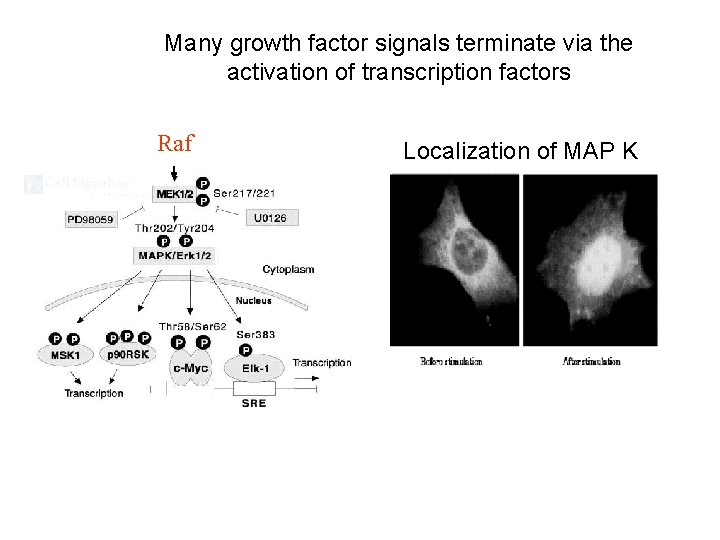 Many growth factor signals terminate via the activation of transcription factors Raf Localization of