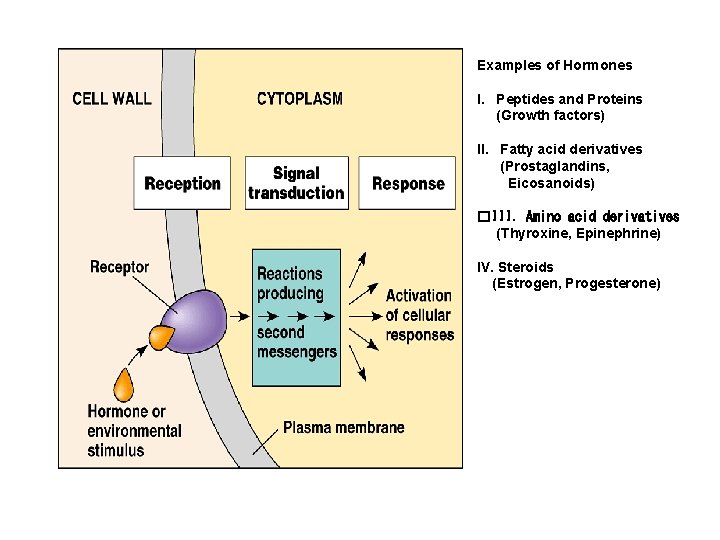 Examples of Hormones I. Peptides and Proteins (Growth factors) II. Fatty acid derivatives (Prostaglandins,