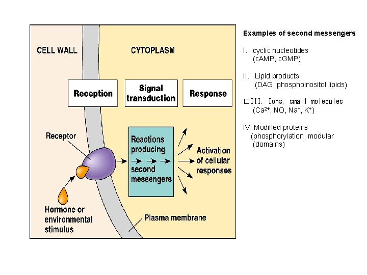 Examples of second messengers I. cyclic nucleotides (c. AMP, c. GMP) II. Lipid products