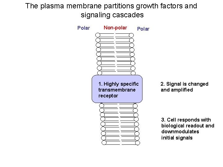 The plasma membrane partitions growth factors and signaling cascades Polar Non-polar Polar 1. Highly