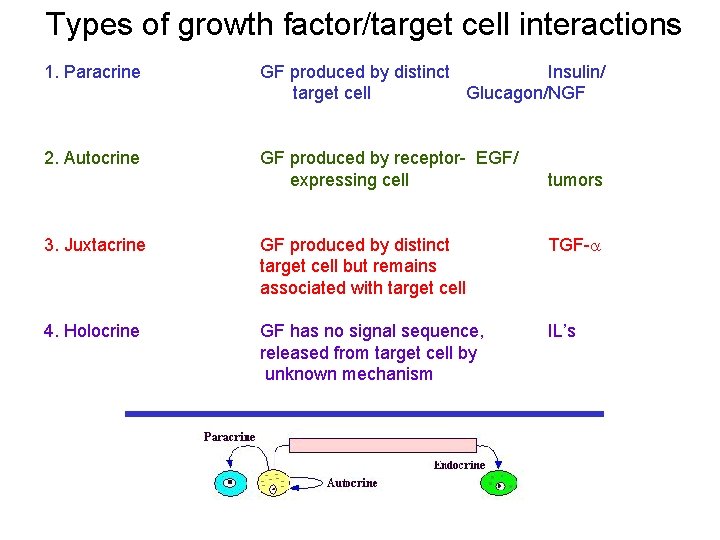 Types of growth factor/target cell interactions 1. Paracrine GF produced by distinct Insulin/ target