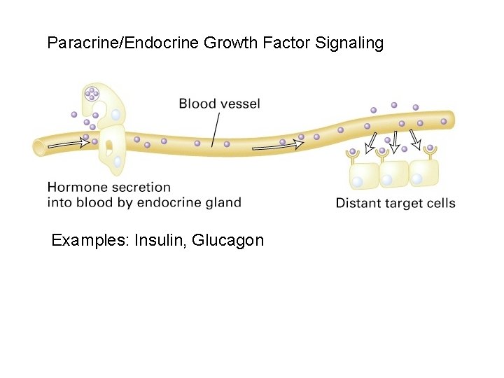 Paracrine/Endocrine Growth Factor Signaling Examples: Insulin, Glucagon 