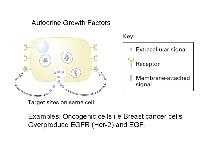 Autocrine Growth Factors Examples: Oncogenic cells (ie Breast cancer cells Overproduce EGFR (Her-2) and