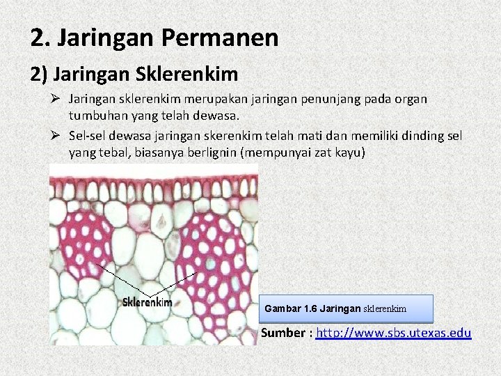 2. Jaringan Permanen 2) Jaringan Sklerenkim Ø Jaringan sklerenkim merupakan jaringan penunjang pada organ