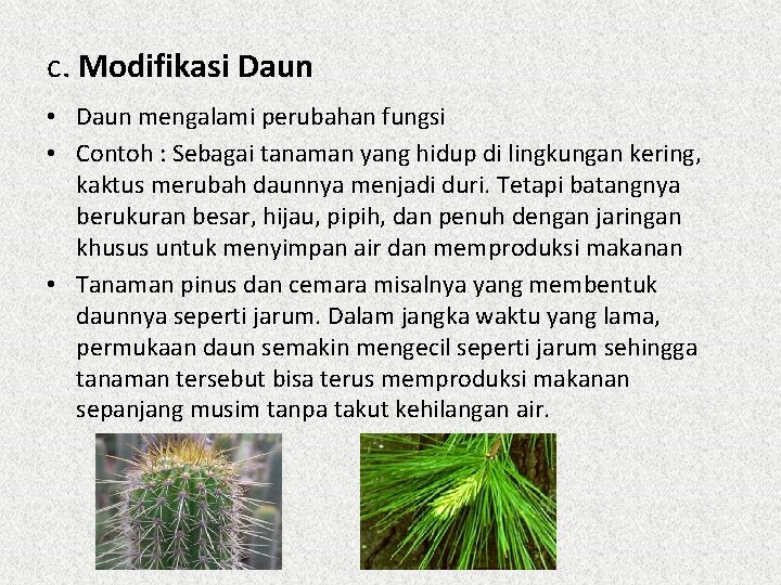 c. Modifikasi Daun • Daun mengalami perubahan fungsi • Contoh : Sebagai tanaman yang