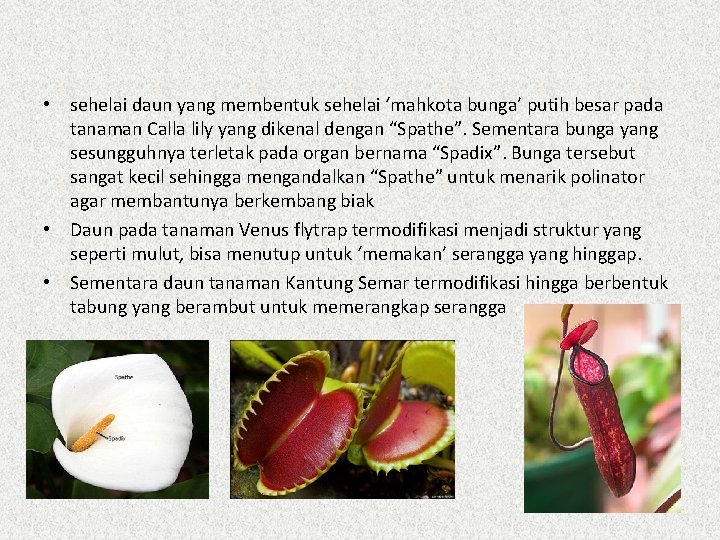  • sehelai daun yang membentuk sehelai ‘mahkota bunga’ putih besar pada tanaman Calla