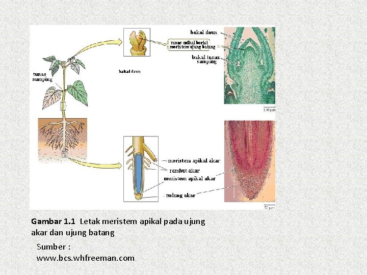 Gambar 1. 1 Letak meristem apikal pada ujung akar dan ujung batang Sumber :