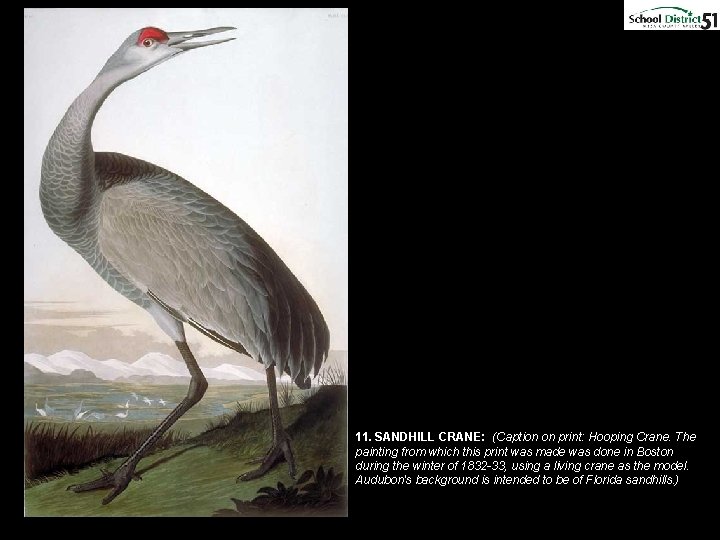 11. SANDHILL CRANE: (Caption on print: Hooping Crane. The painting from which this print