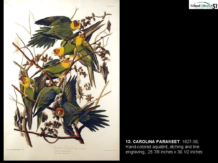 13. CAROLINA PARAKEET: 1827 -38, Hand-colored aquatint, etching and line engraving, 25 7/8 inches