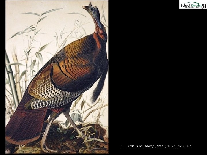 2. Male Wild Turkey (Plate I). 1827. 26” x 39”. 