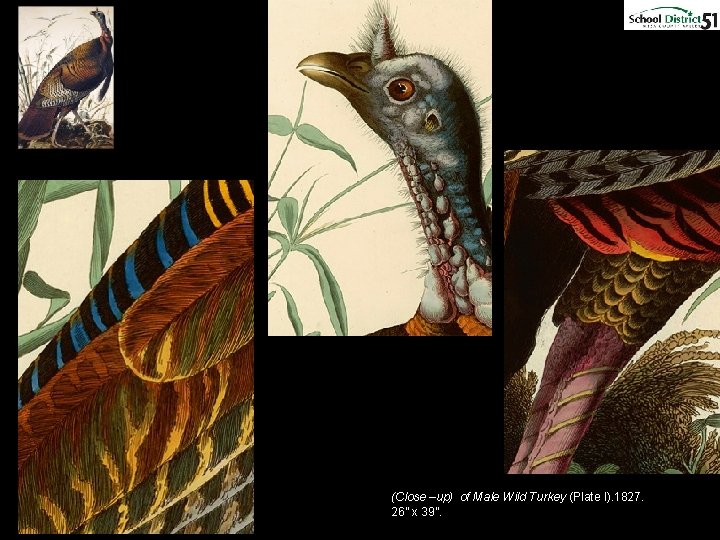 (Close –up) of Male Wild Turkey (Plate I). 1827. 26” x 39”. 