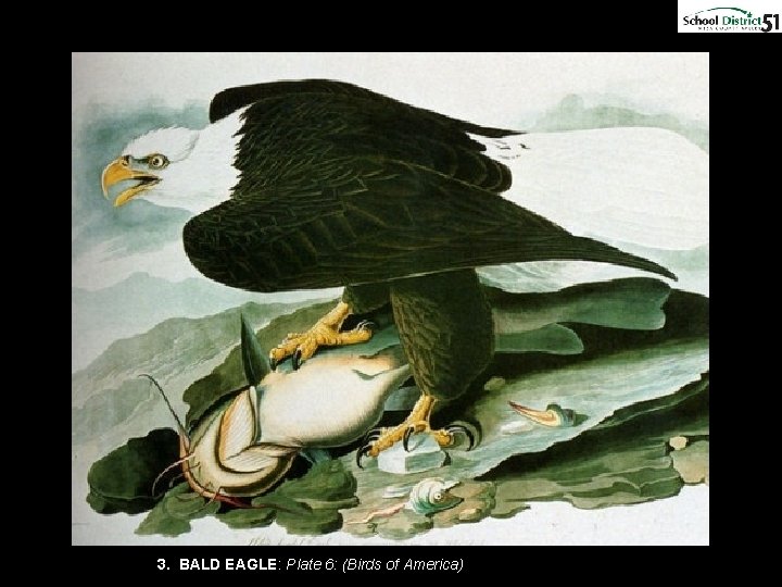 3. BALD EAGLE: Plate 6: (Birds of America) 