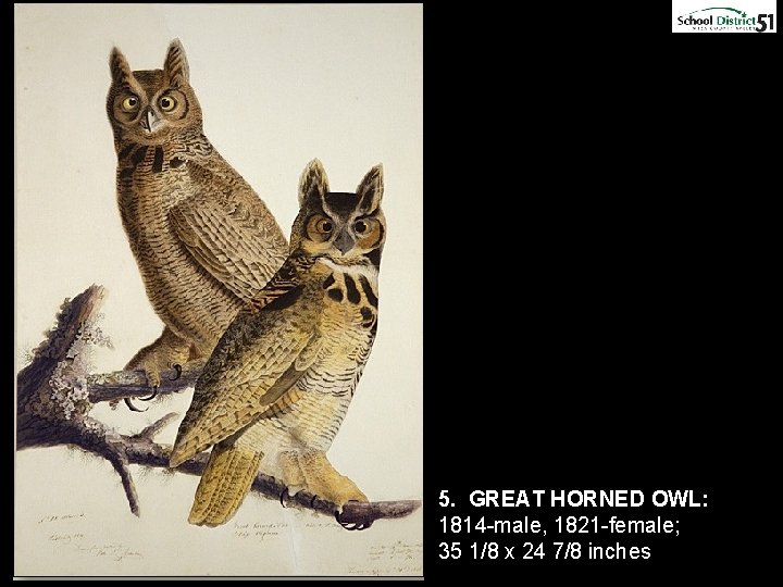 5. GREAT HORNED OWL: 1814 -male, 1821 -female; 35 1/8 x 24 7/8 inches