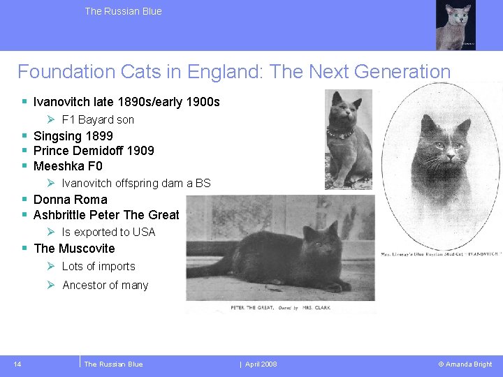 The Russian Blue Foundation Cats in England: The Next Generation § Ivanovitch late 1890