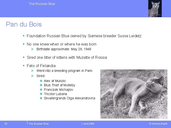 The Russian Blue Pan du Bois § Foundation Russian Blue owned by Siamese breeder