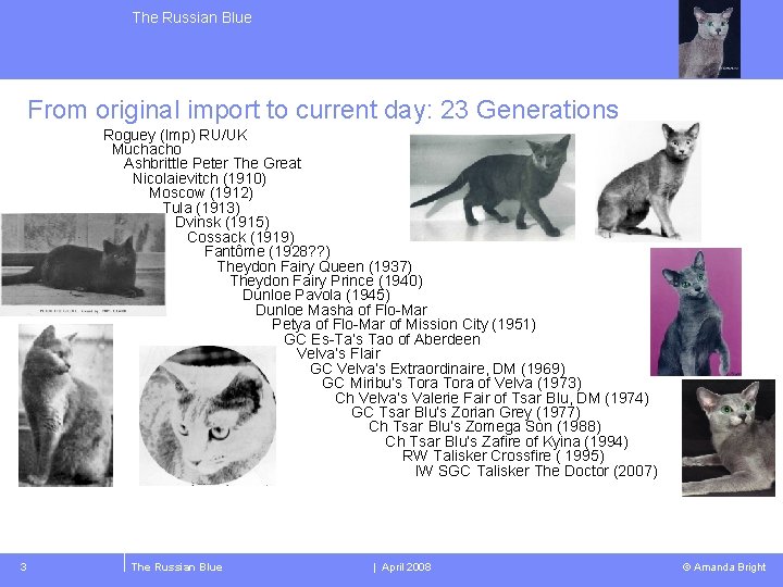 The Russian Blue From original import to current day: 23 Generations Roguey (Imp) RU/UK