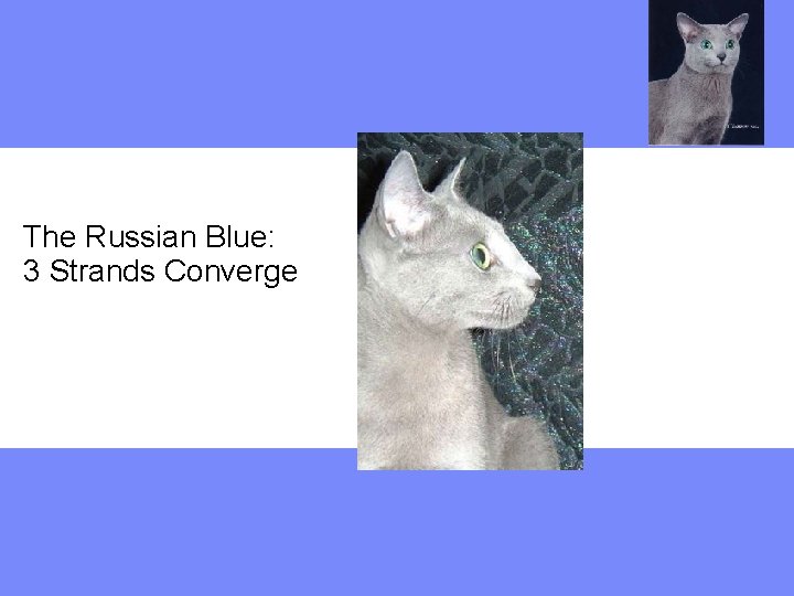 The Russian Blue: 3 Strands Converge 