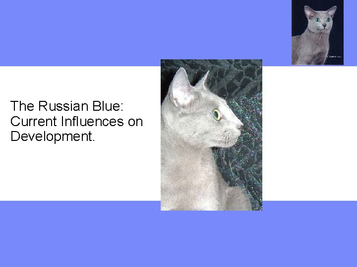 The Russian Blue: Current Influences on Development. 