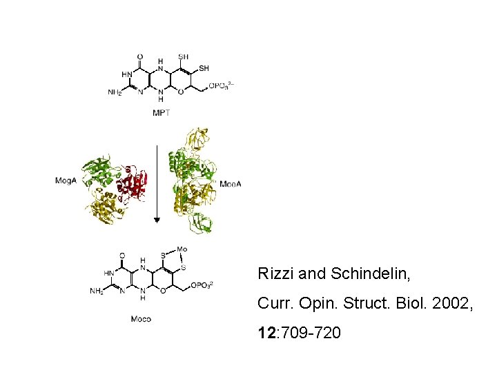 Rizzi and Schindelin, Curr. Opin. Struct. Biol. 2002, 12: 709 -720 