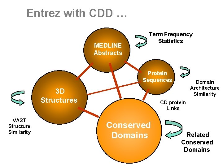 Entrez with CDD … MEDLINE Abstracts Term Frequency Statistics BLAST Sequence Similarity Protein Sequences