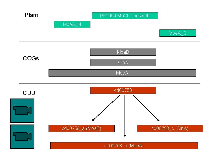 Pfam PF 0994 Mo. CF_biosynth Moe. A_N Moe. A_C Moa. B COGs Cin. A