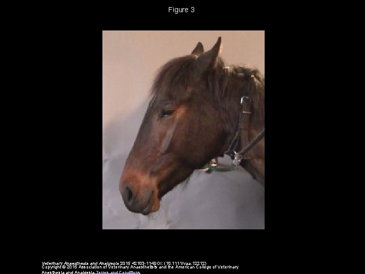 Figure 3 Veterinary Anaesthesia and Analgesia 2015 42103 -114 DOI: (10. 1111/vaa. 12212) Copyright